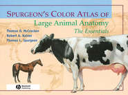 Spurgeon\'s Color Atlas of Large Animal Anatomy