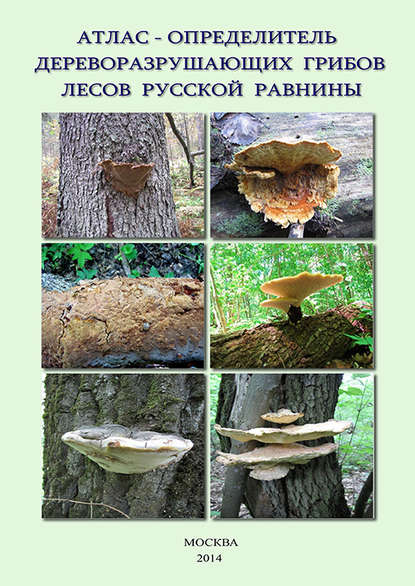 В. Г. Стороженко — Атлас-определитель дереворазрушающих грибов лесов Русской равнины