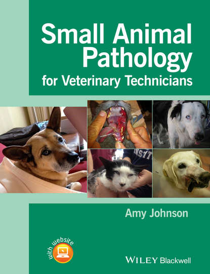 Amy  Johnson - Small Animal Pathology for Veterinary Technicians