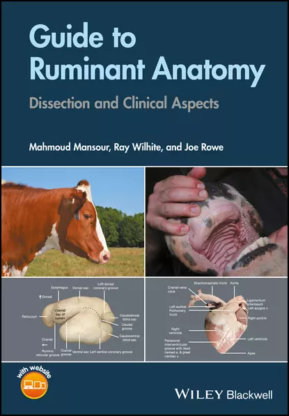 Обложка книги Guide to Ruminant Anatomy, Mahmoud Mansour