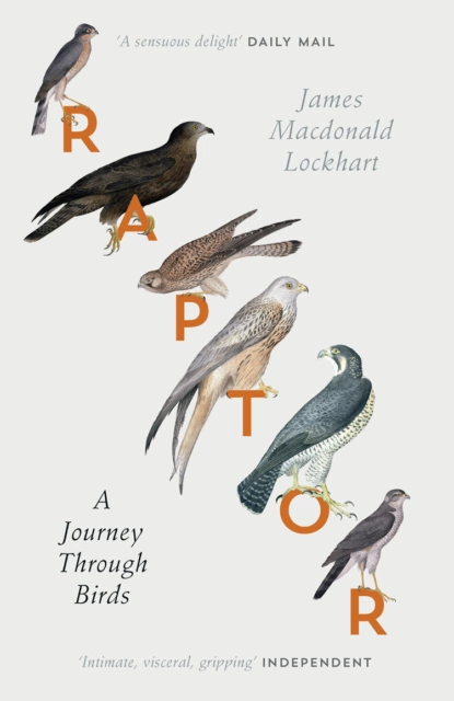 Обложка книги Raptor: A Journey Through Birds, James Lockhart Macdonald