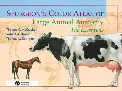 Spurgeon`s Color Atlas of Large Animal Anatomy