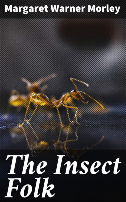 

The Insect Folk