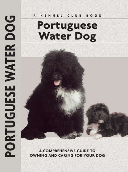 Paolo Correa - Portuguese Water Dog