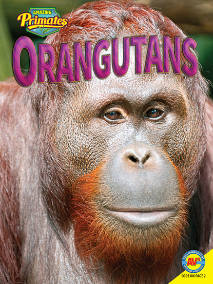 

Orangutans
