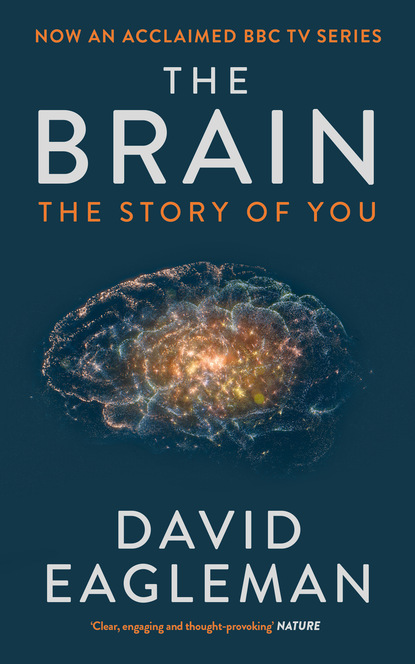 David  Eagleman - The Brain