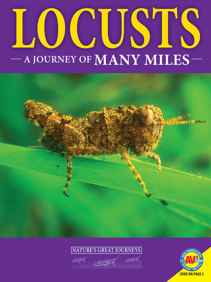 

Locusts: A Journey of Many Miles