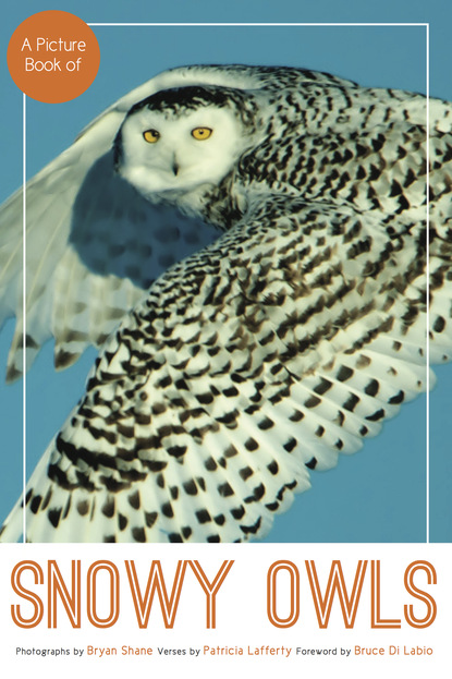 Bryan Shane - A Picture Book of Snowy Owls