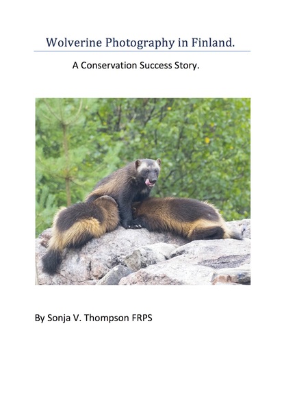 Sonja V. Thompson FRPS - Wolverine Photography in Finland: A Conservation Success Story