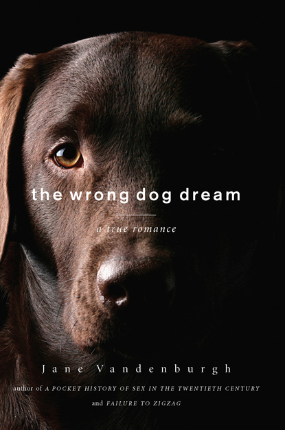 

The Wrong Dog Dream