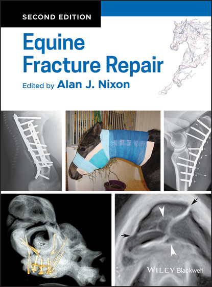 Группа авторов - Equine Fracture Repair