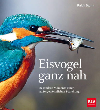 

Eisvogel ganz nah