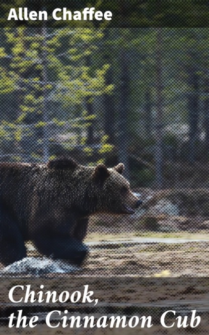 

Chinook, the Cinnamon Cub