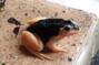 Необычная лягушка из Гулбене - теперь в Рижском зоопарке