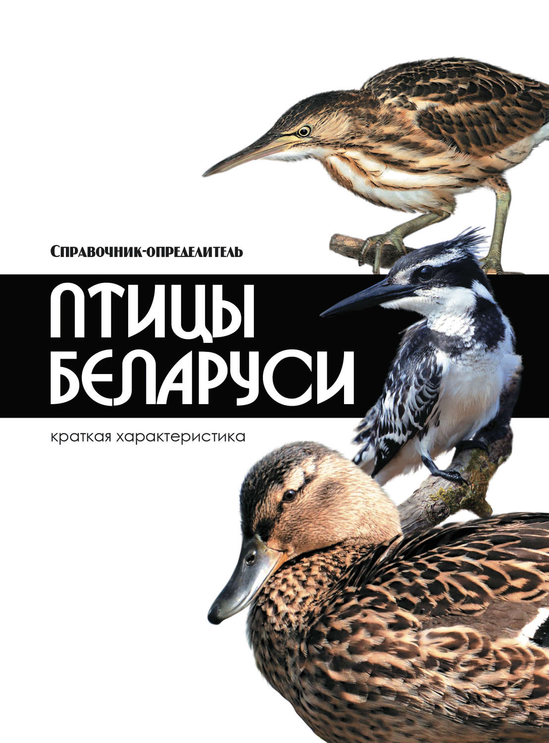 Владимир Адамчик, книга Птицы Беларуси – скачать в pdf – Альдебаран